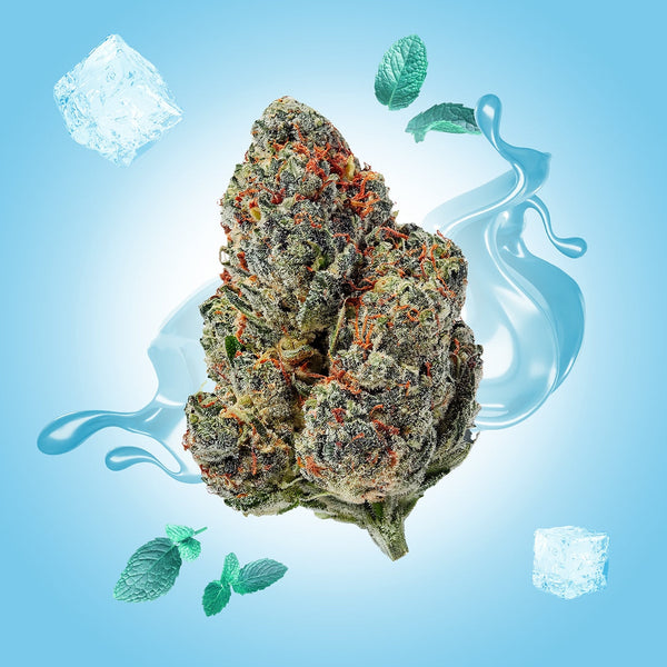 Gelato THCA Flower
