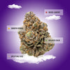 Cadillac Rainbow THCA Flower
