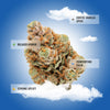 Oreoz THCA Flower